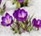 Вебинар «Здоровая весна с Аюрведой» - фото 10306